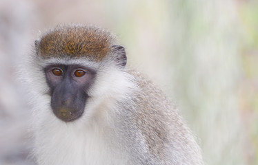 Green monkey in Ethiopian