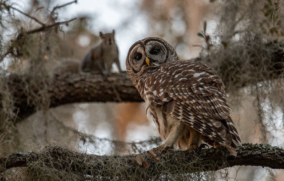 Barred Owl and Squirrel in a tree 