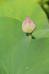 Beautiful lotus in the pond with nature
