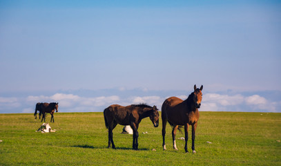 Horses in the mountains above the clouds