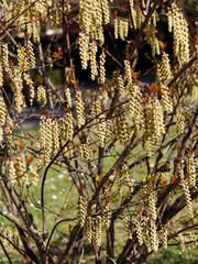 Stachyurus praecox, un arbuste aux longues grappes de fleurs jaune pâle pendantes sur des rameaux...