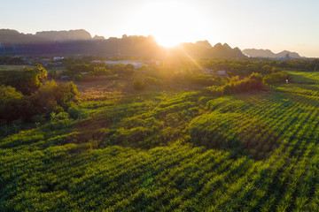 Obraz premium Aerial view of sugarcane plantation field with sunset light