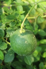 Lemon fruit on the tree with nature
