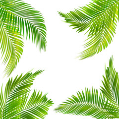 frame for text made from green palm leaf isolated on  white background