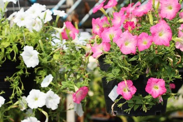 Beautiful bloom colorful flowers in the garden