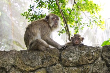 Mother and baby monkey on top of stone wall in Southeast Asia