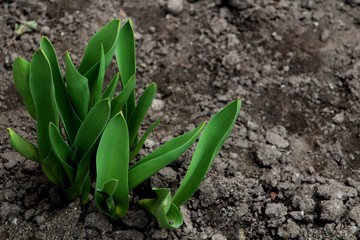 green leaf in soil