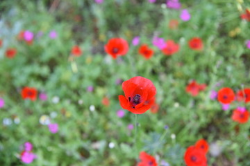 Wild plants in the field: Poppy, Lupinus pilosus, Bermuda Buttercup	