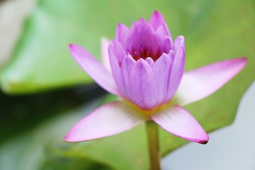 Beautiful lotus in the pond with nature