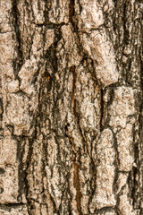 Tree bark texture background
