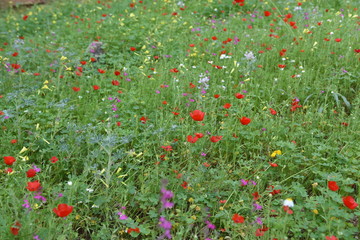 Wild plants in the field: Poppy, Lupinus pilosus, Bermuda Buttercup	