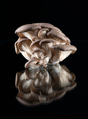 Oyster mushrooms on the mirror on a black background. Food, cooking, cooking, organic