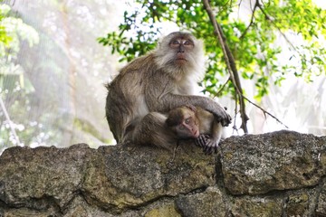 Mother and baby monkey on a wall in rural Malaysia