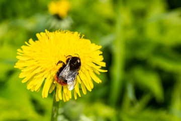 Bumblebee (Bombus) collects nectar from yellow dandelion flowers (taraxacum officinale), against a...