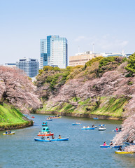 桜が咲く皇居・千鳥ヶ淵