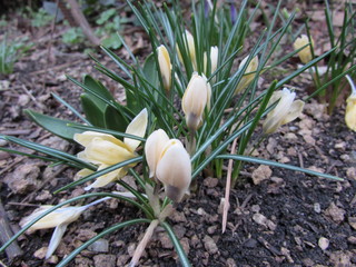 white crocus in the snow