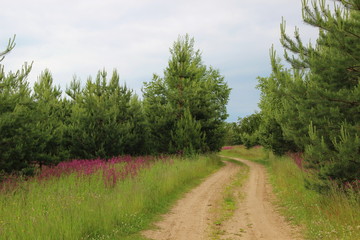 forest road