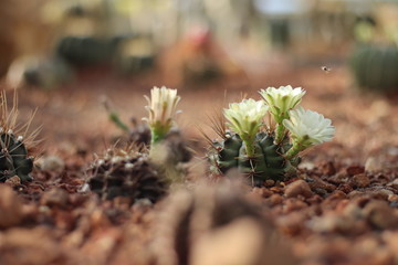 cactus flowers in garden