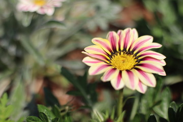 Obraz premium pink flower in the garden