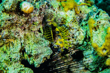 Coral reefs and water plants in the Red Sea, Eilat Israel