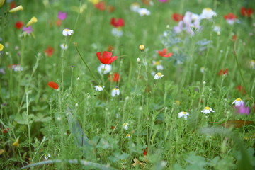 Wild plants in the field: Poppy, Lupinus pilosus, Bermuda Buttercup	