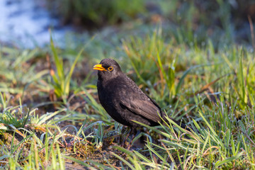 male blackbird (turdus merula) standing in green wet meadow