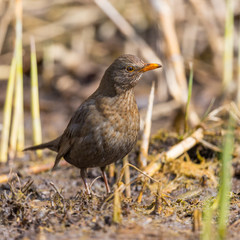 Obraz premium female blackbird (turdus merula) standing in cut reed stalks