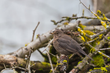 female blackbird (turdus merula) sitting in cut branches on ground