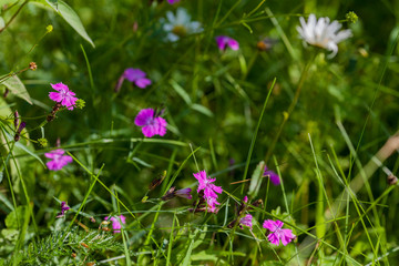 Background image - green meadow with lilac field carnations