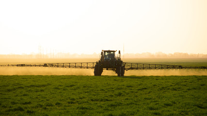 Tractor on the sunset background. Tractor with high wheels is making fertilizer on young wheat.