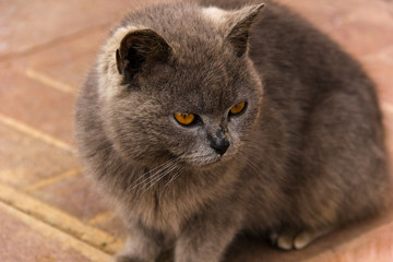 Portrait of British shorthair grey cat with big wide face, front view