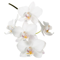 Fototapeta na wymiar blossoming twig of white orchid, phalaenopsis is isolated on background