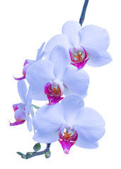 blossoming twig of blue with red orchid, phalaenopsis is isolated on white background, make up