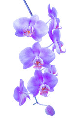 blooming twig of trendy color proton purple orchid, phalaenopsis with drops is isolated on background, make up