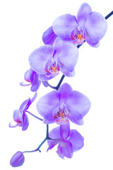 Naklejka na ściany i meble blossoming beautiful branch of trendy color proton purple orchid, phalaenopsis with drops is isolated on background, make up
