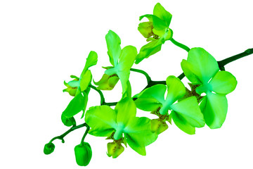 blooming twig of trendy color UFO green orchid, phalaenopsis is isolated on background, make up
