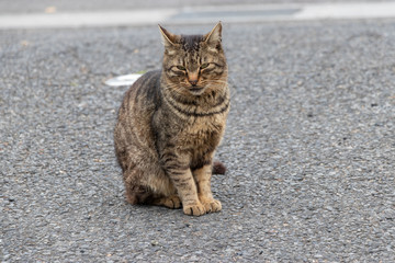 野良猫　千葉県市川市
