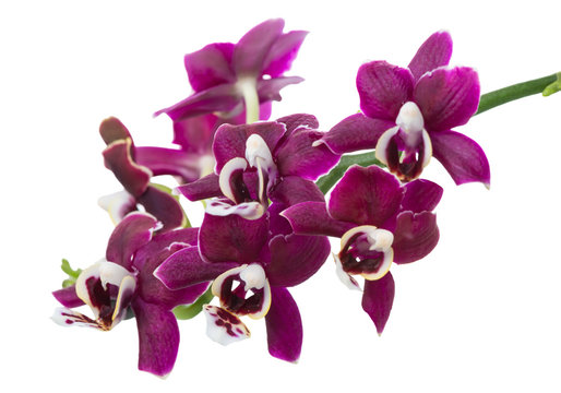 blooming twig of dark purple with white orchid, phalaenopsis is isolated on background