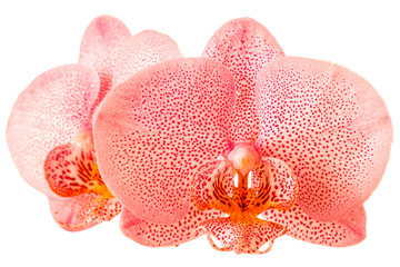 Fototapeta na wymiar close up of trendy color living coral spotted orchid, phalaenopsis is isolated on background, make up