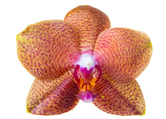 Fototapeta na wymiar head of spotted orange orchid, phalaenopsis is isolated on background