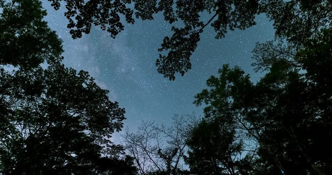 Looking up a Sky in a Forest at Night (time lapse/tilt down)