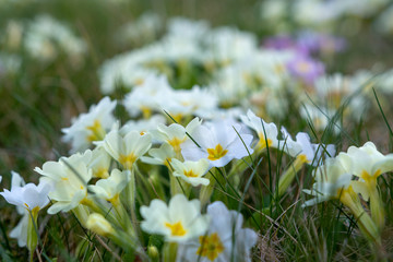 Blumen im Fr&uuml;hling - Blumenwiese