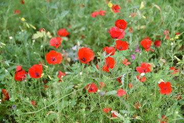 Wild plants in the field: Poppy, Lupinus pilosus, Bermuda Buttercup	