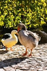 goose