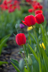 A row of bright red tulips with incompletely opened buds with translucent petals on a blurred background.