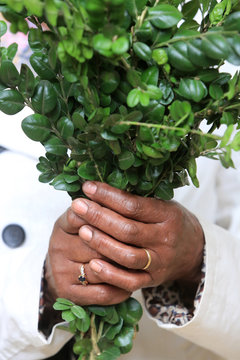 Buis. Dimanche des Rameaux. Semaine Sainte. / Buis. Palm Sunday. Holy Week. 