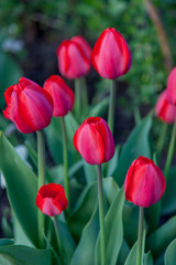 A row of bright red tulips with incompletely opened buds on a blurred background.