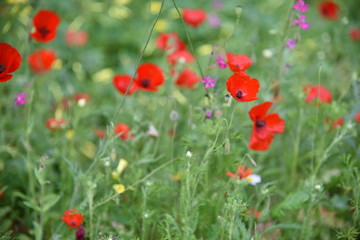 Wild plants in the field: Poppy, Lupinus pilosus, Bermuda Buttercup	