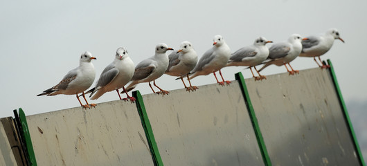 Seagulls in İstanbul