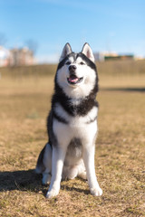 Husky sits on the grass on a bright sunny day